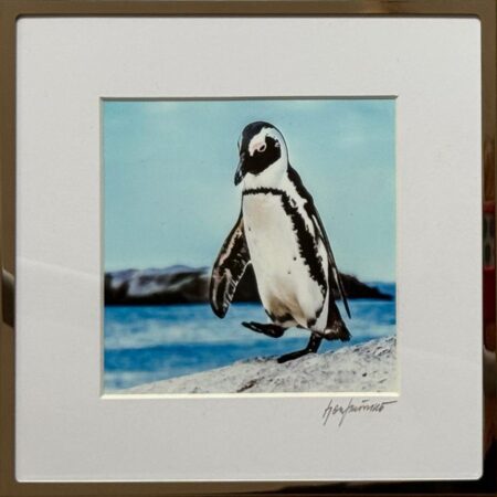 080 Fabian Sponheimer "Pinguin, Südafrika"