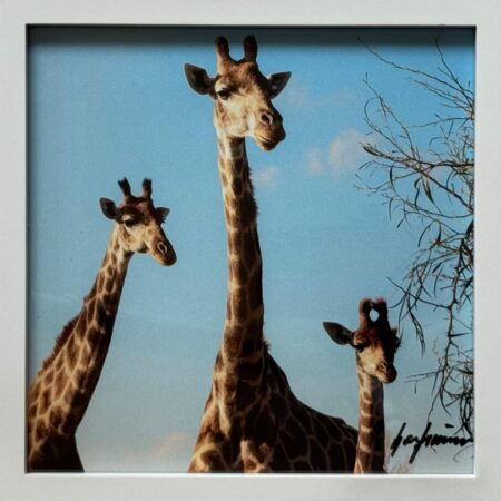 082 Fabian Sponheimer "Drei Giraffen, Südafrika"