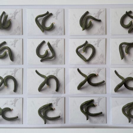 259 Hans Gerlach "Japanische Schlangengurken"