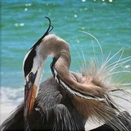 105 Rosita Eckl "Ein Graureiher macht sich fein"