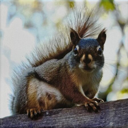 106 Rosita Eckl "Niedlicher Zaungast"