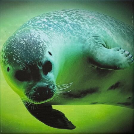 111 Jürgen Eckl "Neugieriger Seehund"