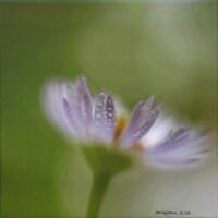 110 Anke Plock "Gänseblümchen"
