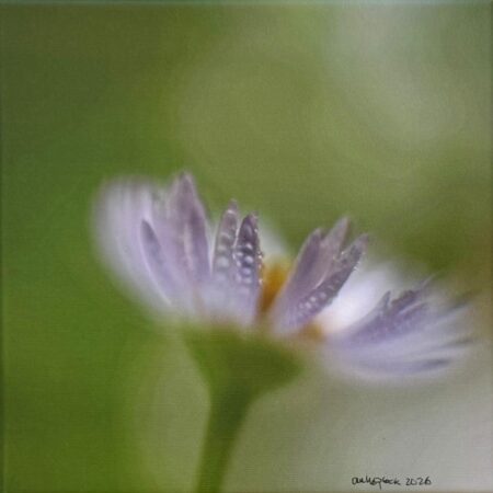 110 Anke Plock "Gänseblümchen"