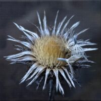 097 Günther Silbersdorf "Silberdistel"