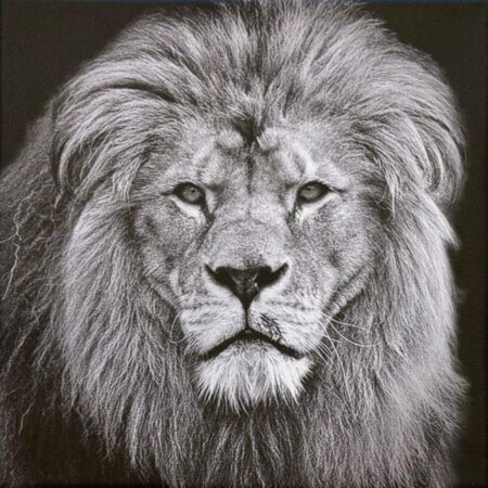 117 Silke Halbmann "Wächter der Savanne"