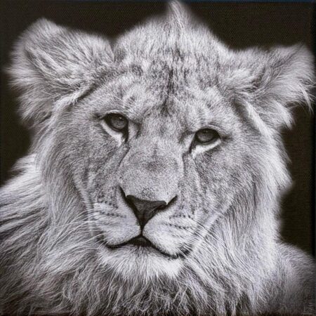 118 Silke Halbmann "Vom Schatten zum König"