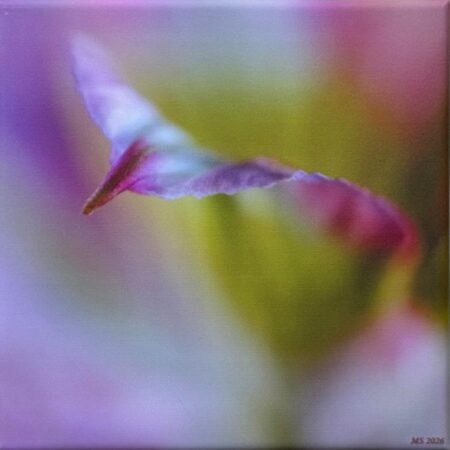 098 Monika Sturm "Sommerfarben"